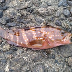 アジングでアコウ